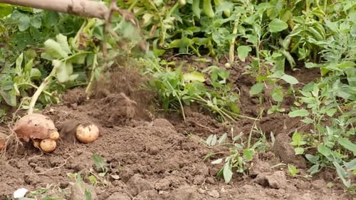 Harvesting Potatoes in the Rural Farm Garden