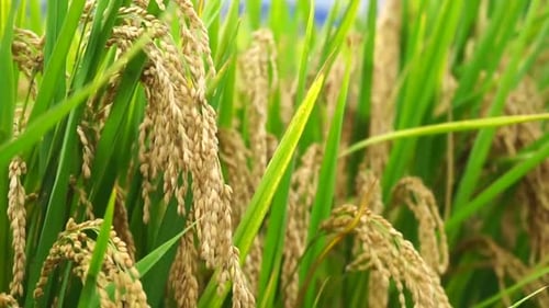 Close-Up Of A Golden Rice Plants Under The Blue Sky; Ripe Rice Ears Paddy In The Harvest Field Seaso
