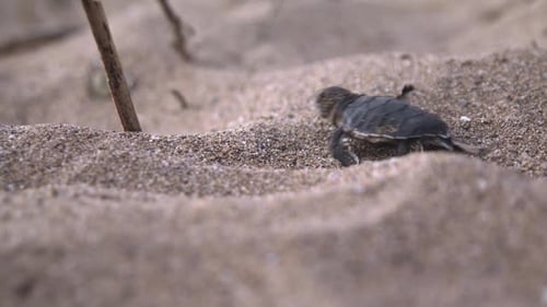 Baby turtle hatchling crawling in the sand, shallow depth of field close-up, laniakea beach, Hawaii