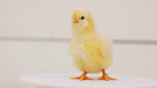 Adorable Yellow Chick Standing Still on White Platform