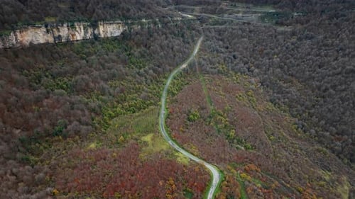 Forest Road Aerial Perspective