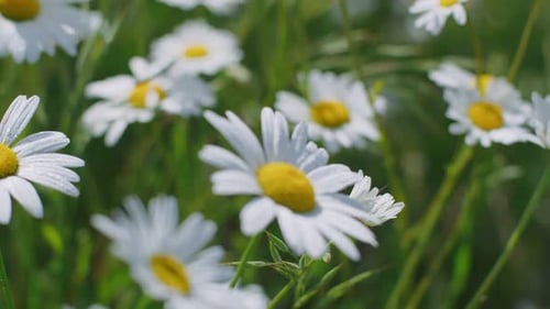 Blühende Gänseblümchen an einem sonnigen Tag auf dem Feld