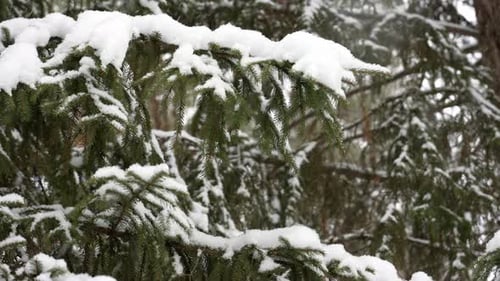 Schneebedeckte Tannenzweige, die sich sanft wiegen