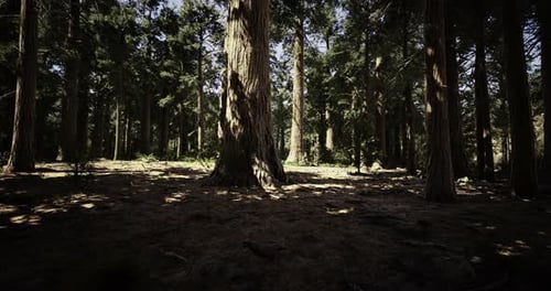 Tall Trees Create a Peaceful Atmosphere in a Sunlit Forest