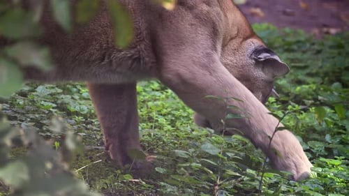 Beautiful Canadian Cougar Puma Concolor Hunting in Wildlife at Canada Forest in Morning Sun Rays