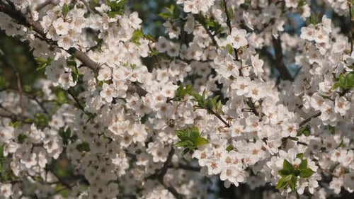 Une branche de cerisier en fleurs se déplace rythmiquement dans le vent en se balançant avec grâce