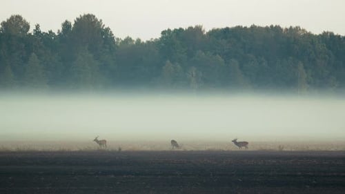 Deer Grazing in a Misty Meadow at Sunrise