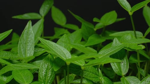 Growing plants rising from soil time lapse 4k footage.