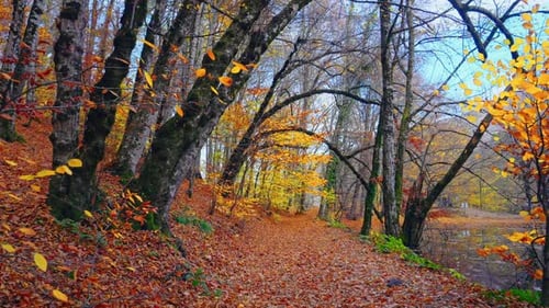 Autumn Forest