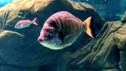 Colorful fish underwater, close up view