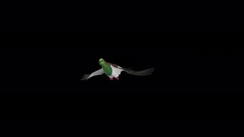 New Zealand Pigeon Kereru - Flying Over Screen Transition - II - Alpha Channel - 4K