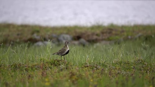 European Golden Plover stands in field, Sweden, 2022