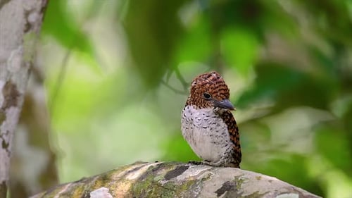 Ein Baum, Eisvogel und einer der schönsten Vögel Thailands in tropischen Regenwäldern