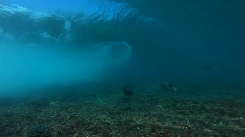 Reef fish feed