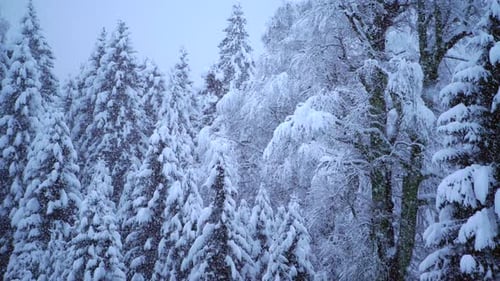 Schneefall im Winterwald