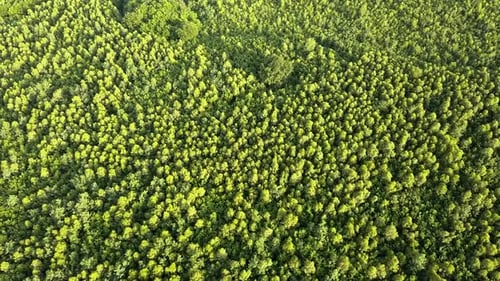 Top Down Aerial View of Green Summer Forest with Many Fresh Trees