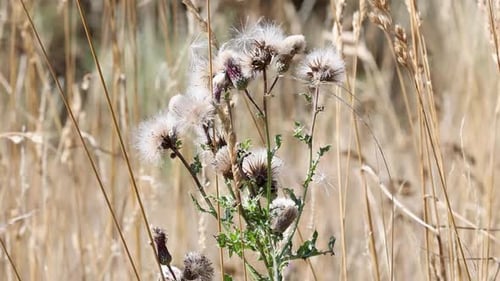 A Thistle in seed amongst long dry grasses in Summer. UK