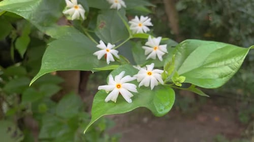 Close Up of White Flowers Blooming Outdoors