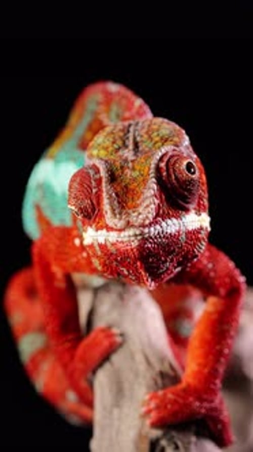 Plan rapproché d'un magnifique caméléon rouge et vert. Vidéo verticale.