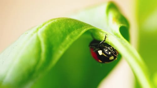 Ladybug in the Green Grass in the Forest