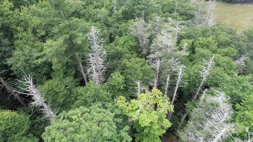 Dead Hemlock Trees near Blowing Rock NC, North Carolina just off the blue ridge parkway