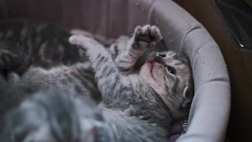 Adorable Kittens Sleeping and Playing in Bed