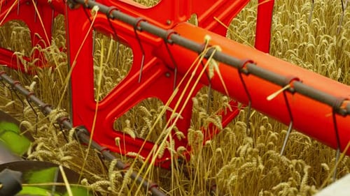 Slowmotion Video of Harvesting Wheat with a Combine Harvester in a Field