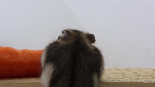 Hamster Munching on a Carrot, Close Up