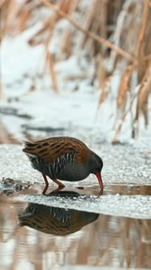 Water Rail Drinks from Stream in Winter Setting
