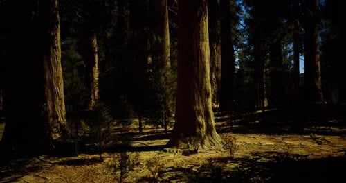 Strong Trees Casting Shadows in a Serene Forest Environment During Daylight