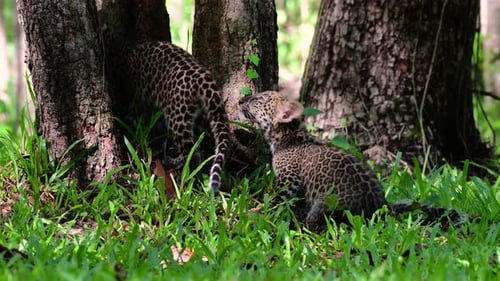 Le léopard d'Indochine est une espèce vulnérable et l'un des grands félins de Thaïlande ; il se trouve dans le