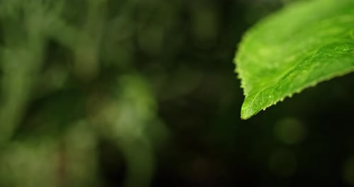 Closeup of a Green Leaf with a Water Droplet at Its Tip Set Against a Blurred Natural Background