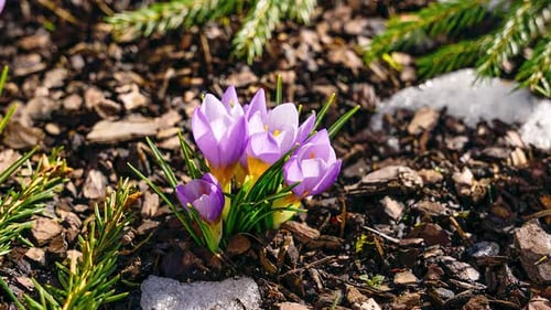 Full day timelapse of small violet crocus flower blooming through melting snow in early spring sun.