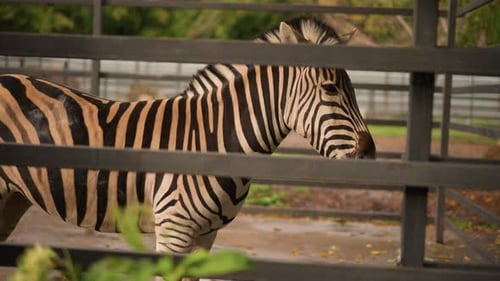 Zebra in Enclosure with Woman Looking On