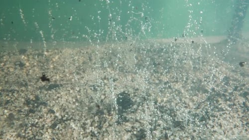 Gentle Invisible Weed with Air Bubbles Grow on River Bottom