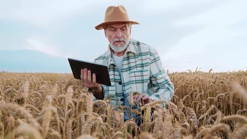 Close Up Attractive Farmer Agronomist Man with a Hat Use a Tablet Computer in a Wheat Field Senior