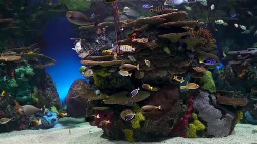 Large aquarium decorated with a coral reef with tropical fish, turtles and stingrays. A lot of scene