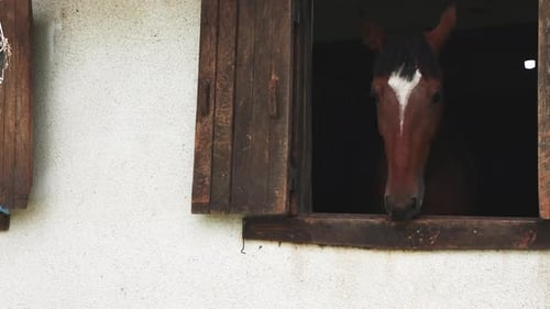 Horse Head Peeking out of a Barn Window