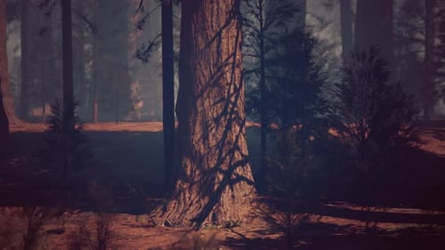 Majestic Sequoia Tree Stands Tall in Forest Dark Forest