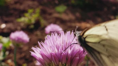 Borboleta se alimentando de flor rosa em um jardim vibrante durante um dia ensolarado