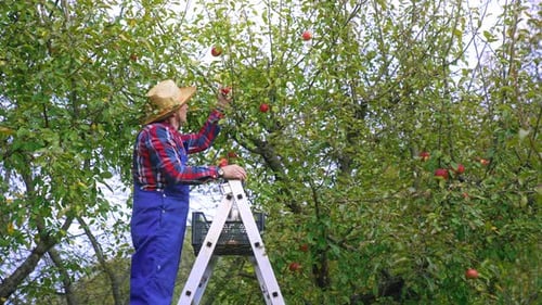 Adult Harvesting Ripe Apples in Orchard on Ladder