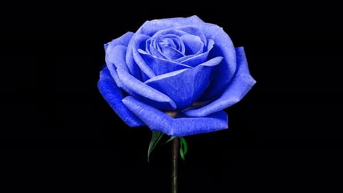 Blue Rose Plant Blooming Flower in Time Lapse on a Black Background with Alpha Matte Channel