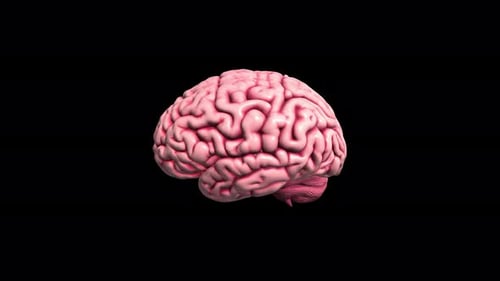 3D-Gehirnanimation auf Alpha