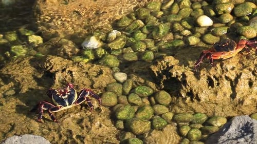 Zwei Felsenkrabben sitzen zusammen in einem flachen Küstenbecken mit Meerwasser
