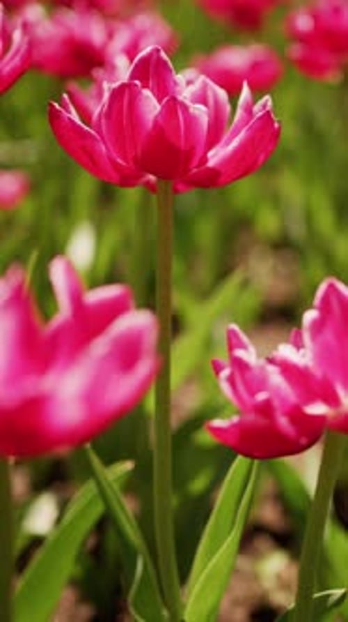 Bright Pink Tulips Sway Gently in a Sunlit Field