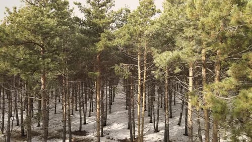 aerial forest