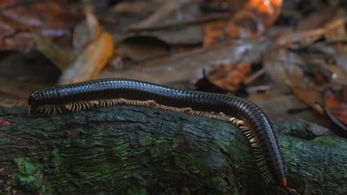 Un milpiés se arrastra sobre un tronco cubierto de musgo en un bosque rodeado de hojas caídas