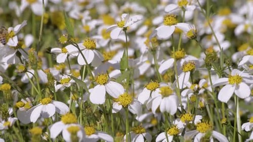 Bees flying from a wild daisy flower to an other looking for the nectar and pollinating them. Nature