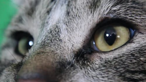 Close up eyes of a tabby cat looking around.