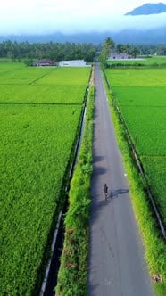 Aerial View of Road Through Rice Fields, Stock Footage ft. cycling ...